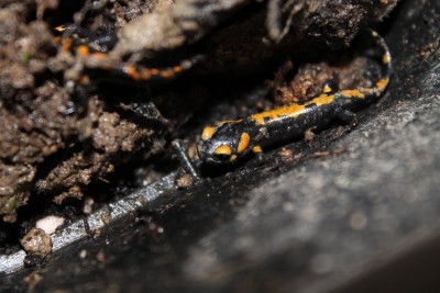 Salamandra salamandra, juvenile